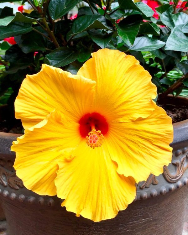 Flowers - Plants - Tropical 10 - Image 2