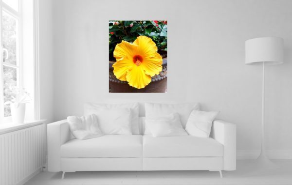 Flowers - Plants - Tropical 10