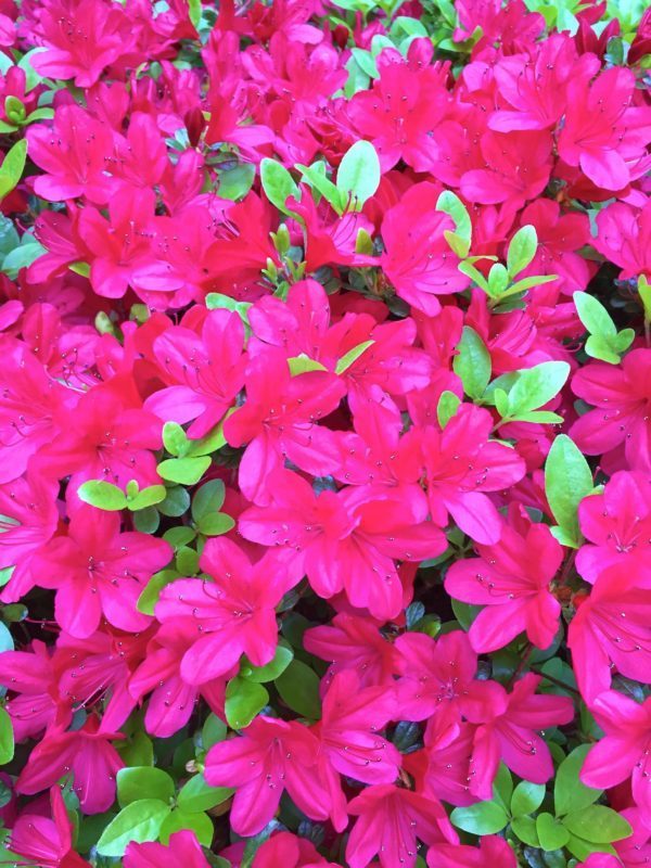 Flowers - Plants - Tropical 13 - Image 2