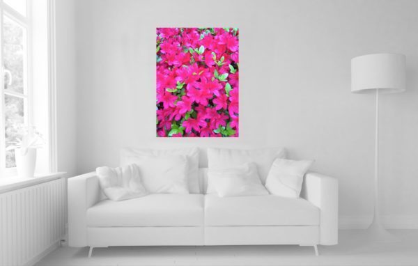 Flowers - Plants - Tropical 13